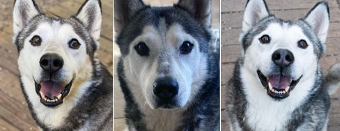 Picture of the Pet of the Month