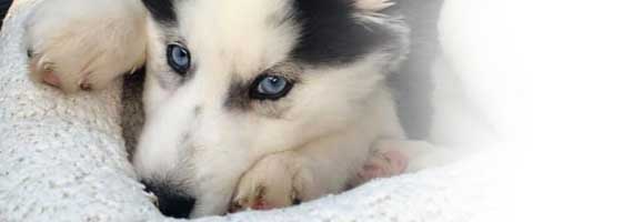 adopt a pet husky